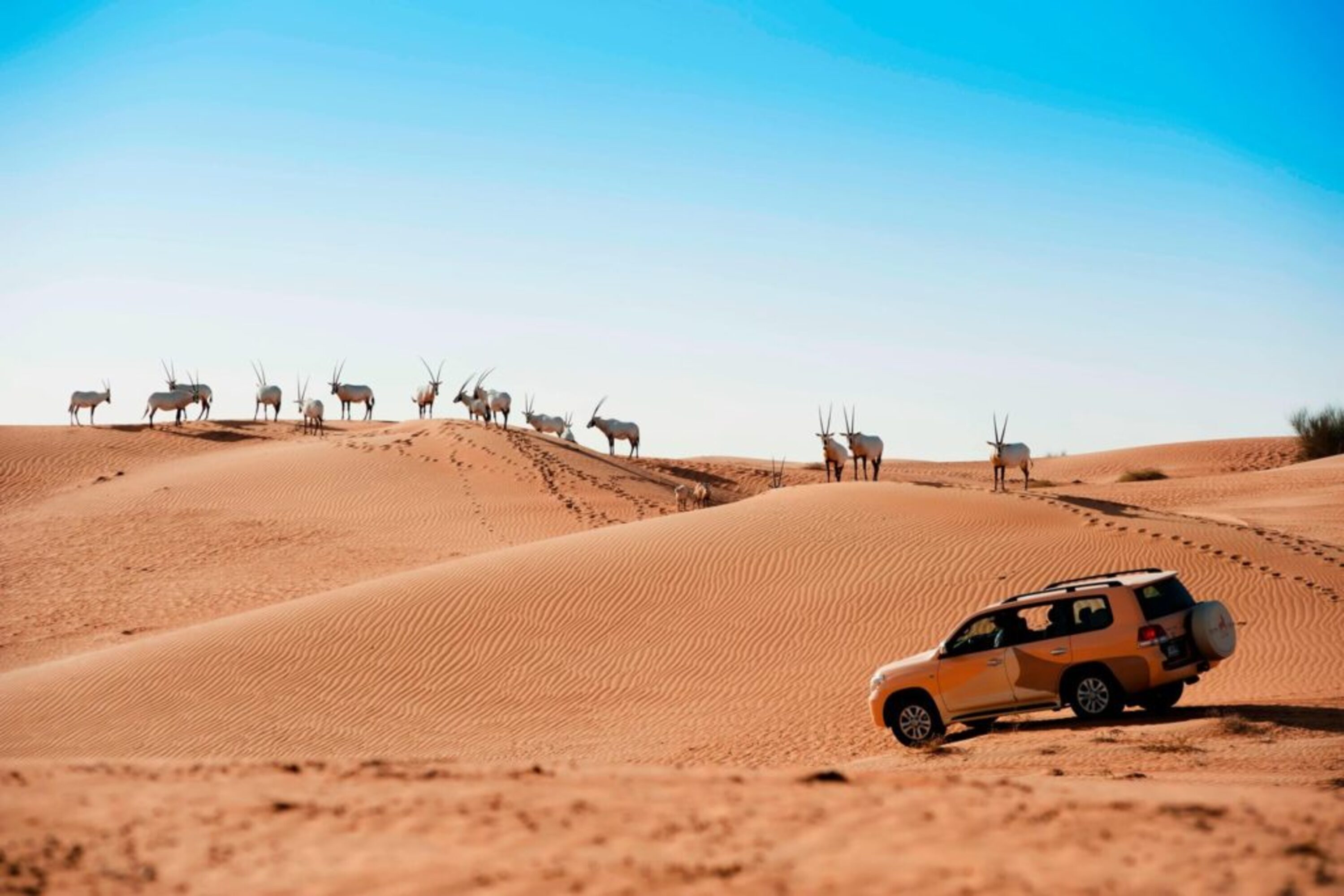 Al Maha Desert Resort Dubai - Imagine 2